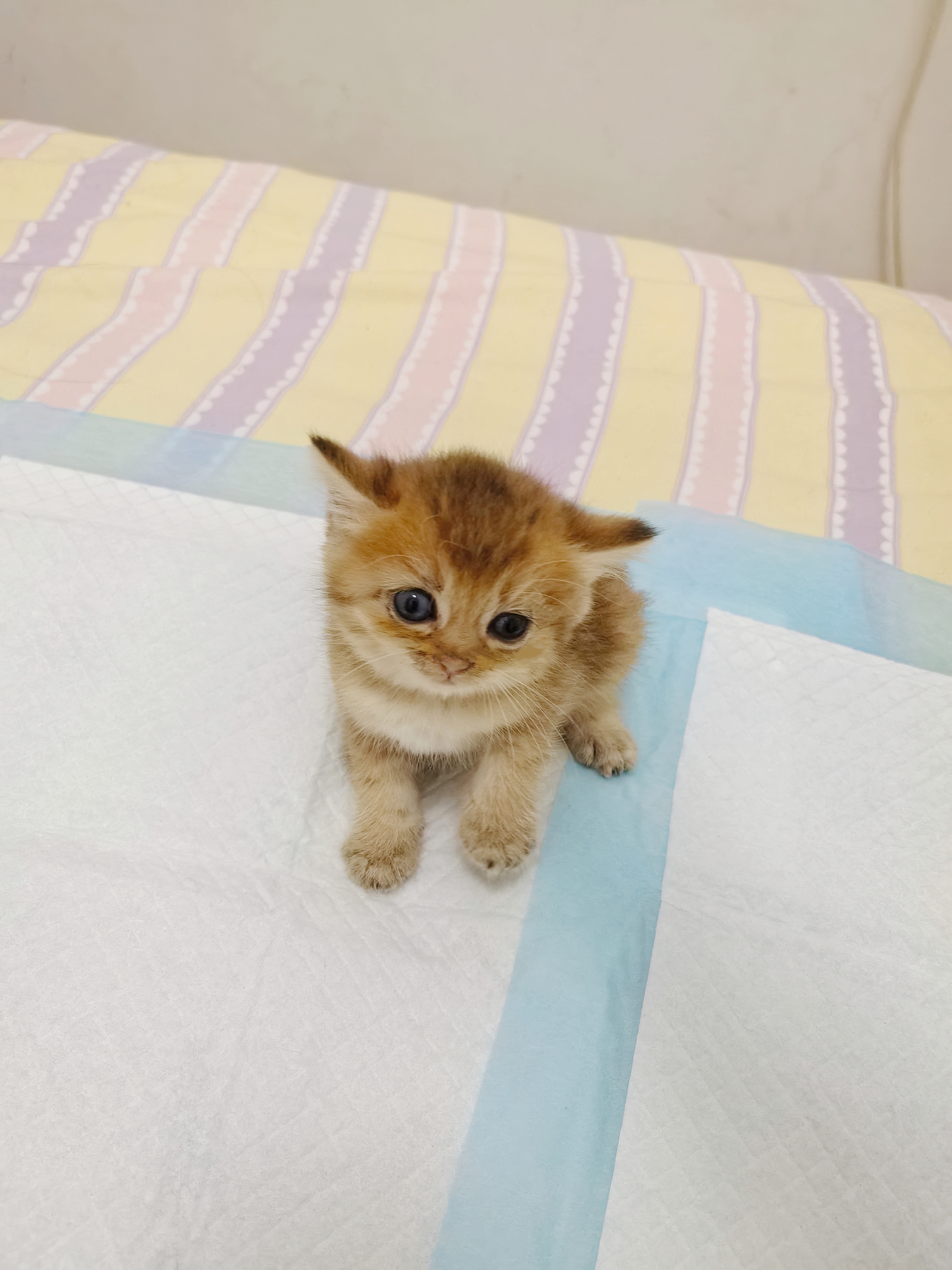 金渐层11色弟弟
